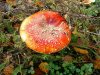 Pilz.JPG