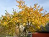 baum.JPG