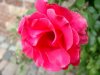 rose.JPG