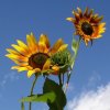 Sonnenblumen fÃ¼r pepe.jpg