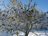 apfelbaum.jpg