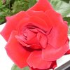 Rosen, web 038 400X400.jpg