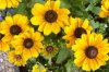 0 Sonnenblumen 1 400X267.jpg