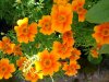 tagetes.JPG