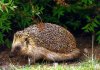 4a-igel.jpg