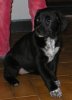 Djanella-Hund 290X400.jpg