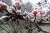 Raureif 003 600X400.jpg