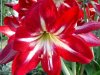 amaryllis00.JPG