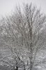 Schnee, neu 004 267X400.jpg