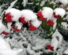 Schnee, neu 093 600X483.jpg