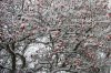 Cotoneaster im Schnee 052b 450X300.jpg