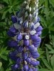 lupine-blau.jpg