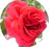 rose, die erste im jahre 2003.gif