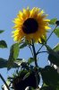 Bilder zum Entwickeln 063 299X450.jpg