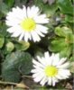 FrÃ¼hling 089.jpg