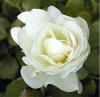 Rose7.jpg