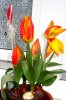 Tulpen vor der Fensterbank  299X450.jpg