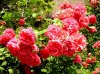 Rosen  m Zeughaus 284 450X337.jpg