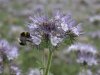 hummel auf phacelia.jpg