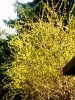 Forsythien a.jpg