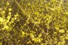 Forsythien c.jpg