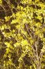 Forsythien d.jpg