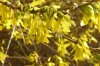 Forsythien h 600X401.jpg