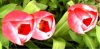 April 082.jpg