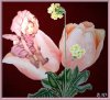 Tulpe.jpg