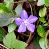 Vinca minor 001 385X385.jpg