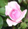 rose-ausschnitt-kleiner.jpg