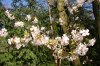 FrÃ¼hling  600X397.jpg