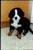 TIERE Ben, 12 Wch. alt, Jan.2002.jpg