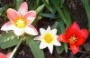 Tulpen 002 600X384.jpg