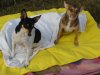 S Lucy und die anderen von der Bande 006.jpg