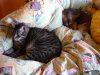 S Lucy und die anderen von der Bande 025.jpg