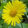 Doronicum 400X400.jpg