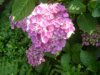 web. hortensien, rosa usw. 020.jpg