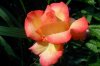 rose_20.jpg