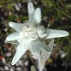 edelweiss.jpg