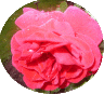 web. runde rose.gif