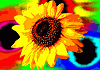 sommer09_k.gif
