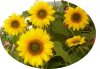 fÃ¼nf sonnenblumen, oval, kleiner.jpg