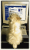 computer039.gif