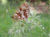 web. schmetterling in tirol.jpg