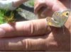 web. zwei schmetterlinge auf einer hand.jpg