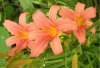 web.  lilien, ausschnitt 6.jpg