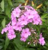web.phlox, violett, groÃŸ.jpg