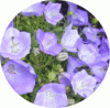 web. glockenblumenausschnitt, rund, mittelgroÃŸ.gif