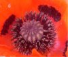 web. mohnblumeninneres.jpg